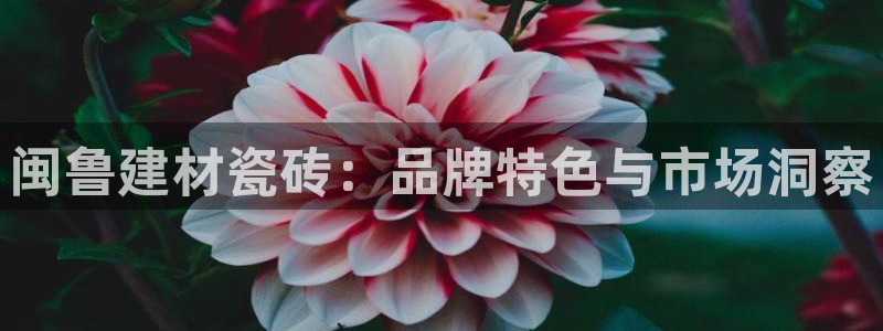 杏鑫平台野马联盟怎么样